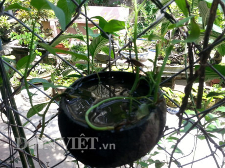 Độc đáo vườn treo sinh thái từ trái dừa khô - Hình 6 Doc dao vuon treo sinh thai tu trai dua kho-Hinh-6