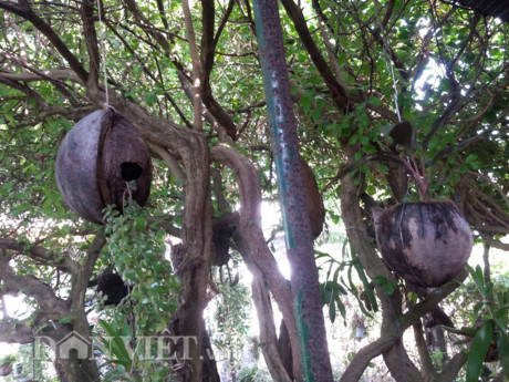 Độc đáo vườn treo sinh thái từ trái dừa khô - Hình 4 Doc dao vuon treo sinh thai tu trai dua kho-Hinh-4