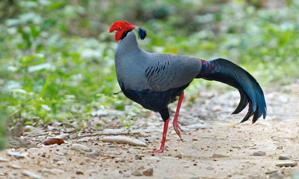 “Có loài khướu chỉ sống trên đỉnh Ngọc Linh (Nam Trường Sơn). Muốn lên đó tôi phải thuê người thồ đồ, phải leo núi ở độ cao 2.500m. Tôi muốn có ảnh loài chim đó cho triển lãm này nhưng vẫn chưa thực hiện được. Nó sẽ là kế hoạch năm nay của tôi” - Tăng A Pẩu tiếp tục tiếc rẻ cho một kế hoạch “nung nấu” khác. Ảnh: Gà lôi hông tía, giống chim đặc hữu vùng Đông Dương - Tăng A Pẩu