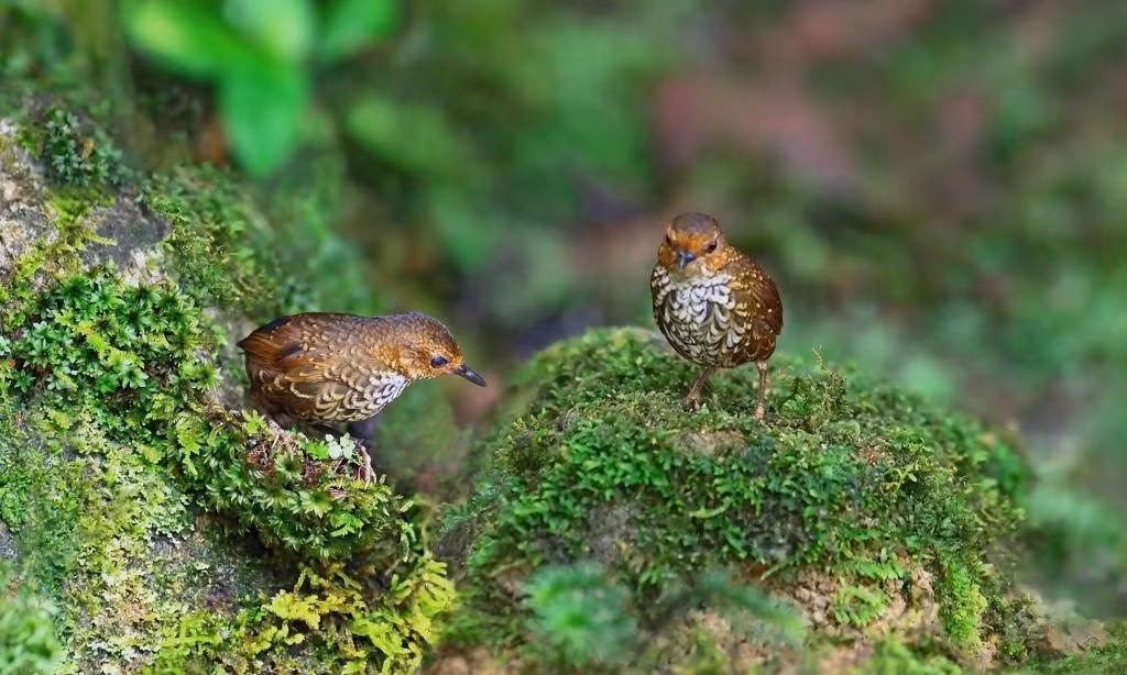 Nói về công việc của mình, Tăng A Pẩu khiêm tốn: “Tôi xem việc chụp ảnh chim rừng là thú vui, chứ cũng không thi vị hóa gì công việc của mình. Ở Việt Nam, người chụp ảnh chim chỉ đếm trên đầu ngón tay, cũng chỉ chụp quanh quanh thành thị. Nhưng thú chụp ảnh chim trên thế giới đã phát triển rất mạnh. Ở Thái Lan có hơn 20.000 người của hội chụp ảnh chim, ở Singapore cỡ 10.000 người... Họ đi khắp thế giới để chụp ảnh chim. Những lần qua Việt Nam, họ cũng nhờ tôi dẫn vô rừng để chụp ảnh chim”. Ảnh: Khướu rêu - Tăng A Pẩu.