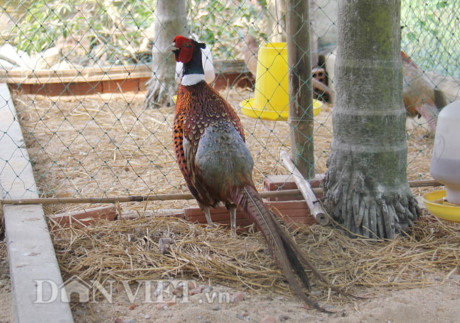 Thuan hoa chim tri rung dan di va de nuoi nhu... ga