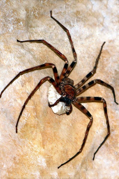 Giant Huntsman spider (Heterpoda maxima), là một loài nhện có chân dài. Chúng thuộc nhóm những loài nhện lớn nhất thế giới. Cơ thể không lớn, nhưng chúng lại sở hữu 8 cái chân rất dài. Chiều dài mỗi chân lên tới 30 cm. Mỗi chân đều có gai nhọn. Bộ chân dài giúp chúng di chuyển nhanh chóng và bắt mồi dễ dàng.