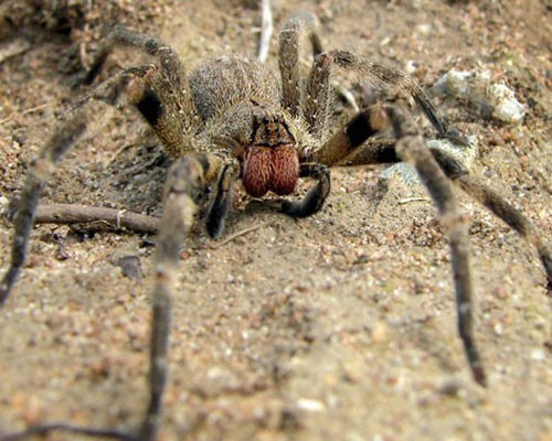 Loài nhện lang thang Brazil (Phoneutria) là loài nhện độc nhất thế giới. Người ta còn gọi chúng là nhện chuối bởi vì chúng thường sống trên các tán lá chuối. Trong khi những loài nhện khác giăng tơ để bẫy con mồi, loài nhện chuối săn mồi trên măt đất, tìm kiếm và tấn công con mồi trực tiếp. Chúng thường hoạt động vào ban đêm và rất hiếu chiến. Nọc độc của chúng tác động mạnh tới thần kinh, khiến cơ quan hô hấp tê liệt, gây ngạt thở và chết. Ngoài ra nọc độc của chúng có thể khiến nam giới bất lực.
