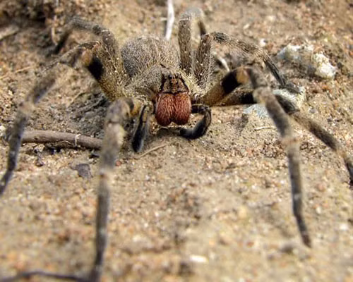Loài nhện lang thang Brazil (Phoneutria) là loài nhện độc nhất thế giới. Người ta còn gọi chúng là nhện chuối bởi vì chúng thường sống trên các tán lá chuối. Trong khi những loài nhện khác giăng tơ để bẫy con mồi, loài nhện chuối săn mồi trên măt đất, tìm kiếm và tấn công con mồi trực tiếp. Chúng thường hoạt động vào ban đêm và rất hiếu chiến. Nọc độc của chúng tác động mạnh tới thần kinh, khiến cơ quan hô hấp tê liệt, gây ngạt thở và chết. Ngoài ra nọc độc của chúng có thể khiến nam giới bất lực.