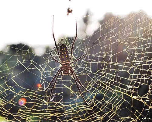 Golden silk orb-weaver (Nephila clavipes) là loài nhện lớn thứ hai trên thế giới. Chúng là loài nhện có nọc đôc và chân dài. Tuy nhiên, đặc điểm nổi bật của nhện Nephila là khả năng giăng những mạng rất dày và kiên cố để săn mồi. Chiều dài của mỗi mạng nhện có thể lên tới gần 2 m. Ngoài ra, những con nhện Nepila đực phải mát xa cho bạn đời khi chúng mệt mỏi bởi vì khi những con cái không giữ được bình tĩnh, chúng sẽ xé xác con đực ngay lập tức hoặc cuốn xác con đực để ăn.