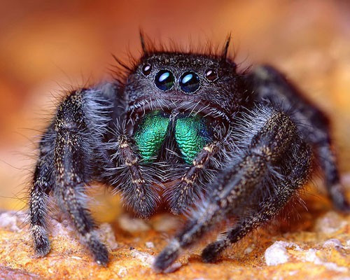 Phidippus audax là loài nhện nhảy ở Bắc Mỹ, có khả năng nhảy từ cây này sang cây khác. Chúng là những kẻ săn mồi nguy hiểm với cặp mắt sáng và khả năng nhảy xa gấp 50 lần chiều dài cơ thể. Chiều dài trung bình của một con nhện trưởng thành từ 13 tới 30 mm. Chúng thích bò để săn mồi hơn là giăng tơ để phục kích con mồi. Những mạng nhện của chúng chỉ phục vụ cho việc đẻ trứng hoặc ẩn náu.