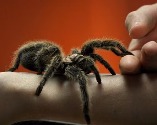 Nhện Chilean rose tarantula (Grammostola rosea) là loài nhện phổ biến nhất trong họ nhện Tarantula. Chúng hiền lành và độc đáo nên thích hợp để làm vật nuôi. Loài này có rất nhiều lông, kích thước trung bình của chúng khoảng từ 14- 15 cm. Chúng có nguồn gốc ở vùng sa mạc ở Chile, Bolivia và Argentina.