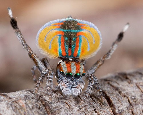 Nhện công (Jumping Peacock Spider) có màu sắc sặc sỡ so với các loài nhện khác. Trong khi con cái chỉ có phần bụng và phần lưng màu nâu thì con đực lại sở hữu những màu sắc vô cùng nổi bật như màu cam, màu đỏ, màu xanh nước biển, xanh lá cây, vàng đen.Đây là một loài nhện khá nhỏ. Chúng phân bố ở Queensland và New South Wales.
