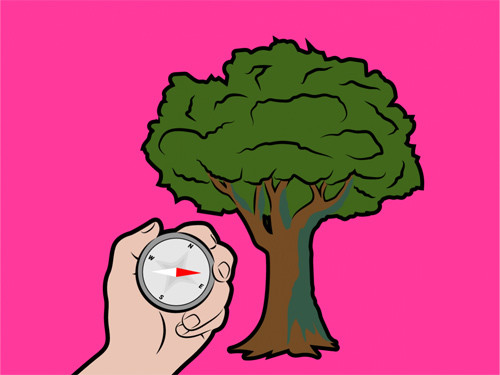  Mẹo 5: Rêu mốc mọc ở mặt phía bắc của một cái cây Thực tế: Rêu mốc có thể phát triển trên tất cả các mặt của một cái cây, tùy thuộc vào điều kiện môi trường.