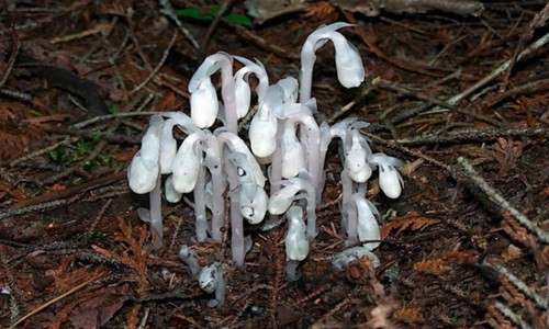 br/> Các nhà khoa học tìm thấy loài lan thạch anh hiếm gặp ở huyện Chu Chí, thành phố Tây An, Trung Quốc, China News hôm nay đưa tin. Chúng chỉ cao khoảng một cm, mọc thành từng cụm, toàn thân óng ánh, trong suốt.