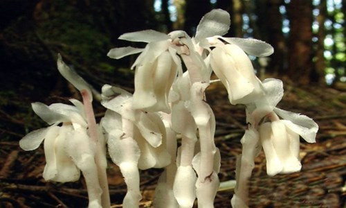 Lan thạch anh hay còn gọi là, "cỏ âm hồn" có tên khoa học là Monotropa uniflora, loài thực vật có hoa trong họ Thạch nam. Trong tiểu thuyết võ hiệp Trung Quốc, chúng được mô tả là loài cỏ tiên có công dụng cải tử hoàn sinh hoặc mang sức mạnh bí ẩn.