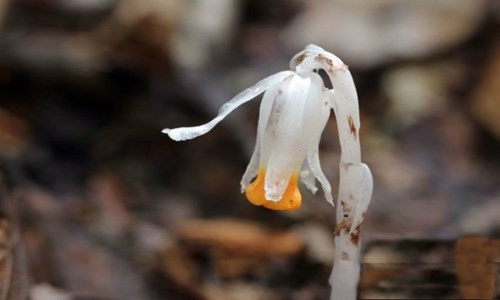 Chúng chỉ thích nghi với môi trường rừng âm u, ẩm ướt, nhiều đất mùn, rất khó sống trong môi trường nhân tạo.