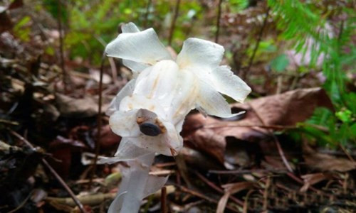 Trong truyền thuyết Trung Quốc, lan thạch anh bị coi là loài hoa của địa ngục, tượng trưng cho tà ác. Do đó, nó còn có tên gọi khác là " cây ma".