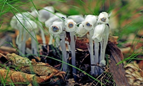 Lan thạch anh rất dễ tàn, cánh hoa chỉ cần chạm nhẹ là rơi xuống. Nếu bị ngắt, nó sẽ nhanh chóng khô héo và chuyển sang màu đen.