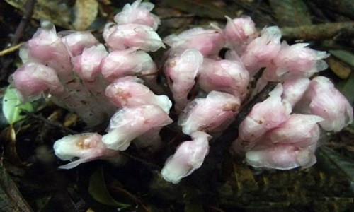 Chúng sống thành cụm trong những khu rừng âm u, ẩm ướt trên sườn núi, cách mặt nước biển 800–3.200 m. Mỗi cây cao 1-1,5 cm.