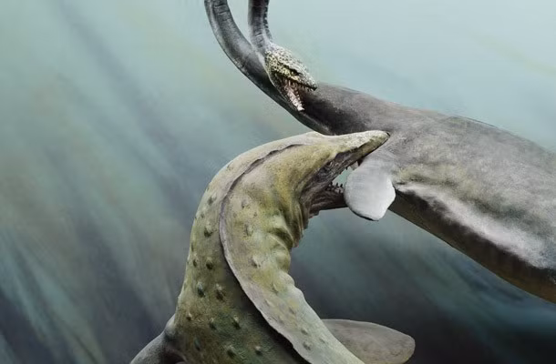 Các nhà khoa học cho biết Maui Reptile là loài bò sát biển hung dữ nhất và có đầu lớn nhất từng tồn tại trên trái đất. Chúng có chiều dài hơn 20 m và nặng khoảng 8 tấn. Nguồn thức ăn chính của loài động vật này là thịt, cá và một số động vật biển khác.