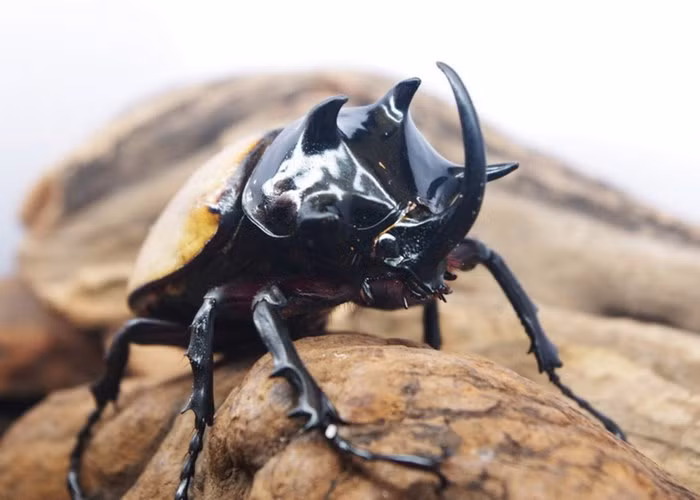  Ước tính số lượng cá thể của chúng ở Việt Nam chỉ còn khoảng vài nghìn con.