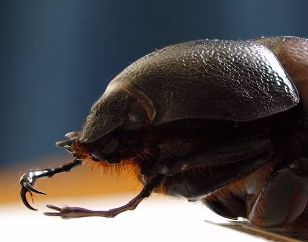  Bọ cái có màu sắc giống con đực, nhưng đầu và ngực không có sừng