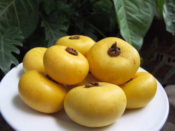 Những quả thị nho nhỏ, tròn xoe và thơm lừng là món "đồ chơi" bất khả ly thân của nhiều bé gái Việt mỗi dịp Trung thu. Nhiều em còn tỉ mẩn đan giỏ để đem quả thị của mình đi chơi khắp xóm.