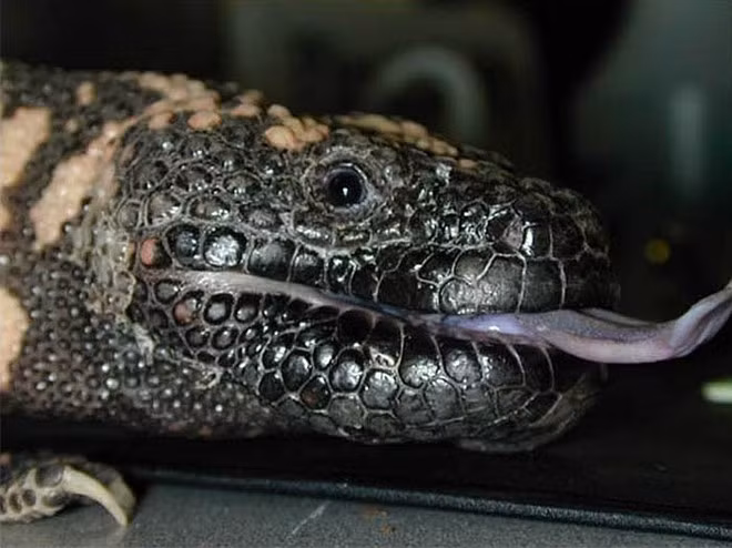 Nhưng "quái vật" Gila còn ăn cả những loài thằn lằn khác.