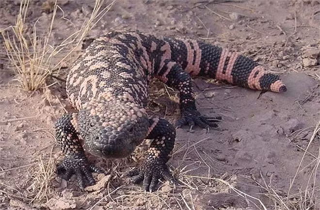 Tuy nhiên, trước sự săn bắt của con người, "quái vật Gili" đang đứng trước nguy cơ tuyệt chủng. Đây là một thức thách với các nhà bảo tồn động vật hoang dã và y khoa trên thế giới.