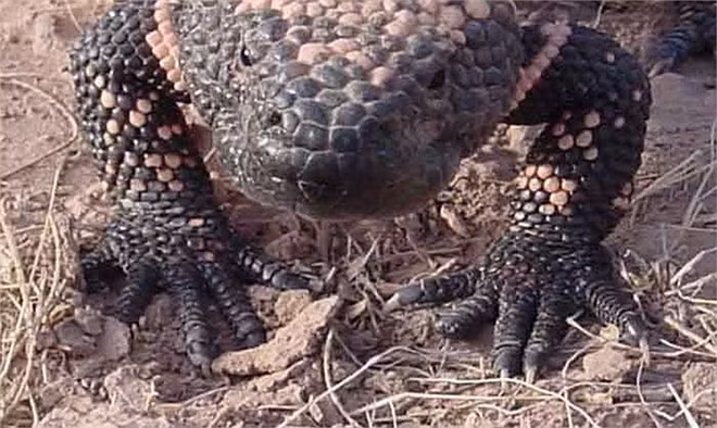 Chỉ một mũi tiêm trước khi ăn 1 giờ, Byetta có thể điều chỉnh lượng đường trong máu, làm giảm các nguy cơ gây biến chứng của bệnh tiểu đường trong 8 tháng.