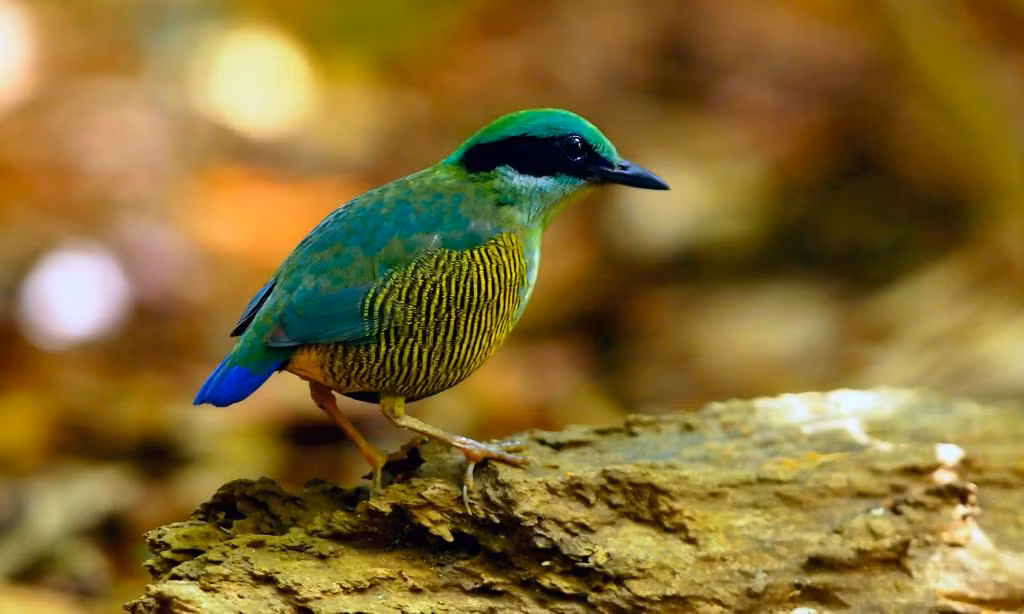 Chụp chim rừng dễ mà cũng khó. Có khi chim quý hiện ngay ra trước mắt, người chụp ảnh bấm máy lia lịa. Nhưng cũng có con trốn biệt, hoặc thoắt hiện thoắt lủi vô bụi, nhiếp ảnh gia trở tay không kịp. Hơn nữa, nhiều giống chim đặc hữu chỉ sống ở một khu vực núi non nào đó, đòi hỏi người muốn chụp được phải lặn lội vào rừng sâu, chịu muỗi mòng, vắt... Ảnh: Đuôi cụt bụng vằn, loài chim đặc hữu vùng Đông Dương - Tăng A Pẩu.