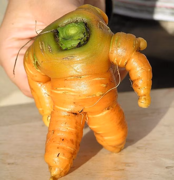 Chàng lực sĩ không đầu.