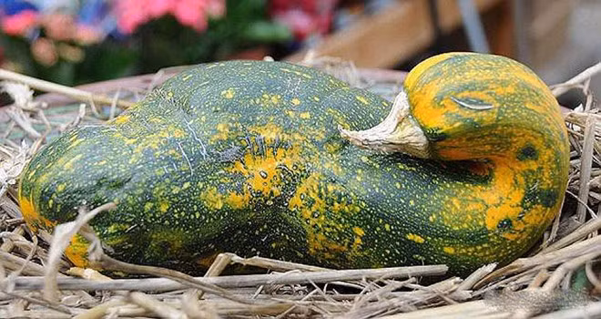 Một con vịt nằm trong ổ.