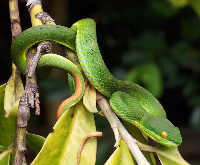  Rắn lục đuôi đỏ (Trimeresurus albolabris) là loài rắn có vảy và chiều dài thân vào khoảng 60 tới 80 cm, phân bố tại nhiều địa phương ở Việt Nam. Họ rắn lục gồm nhiều loài, nhưng rắn lục đuôi đỏ là loài duy nhất sinh sản bằng cách đẻ con, chứ không đẻ trứng. Ảnh: Wikipedia