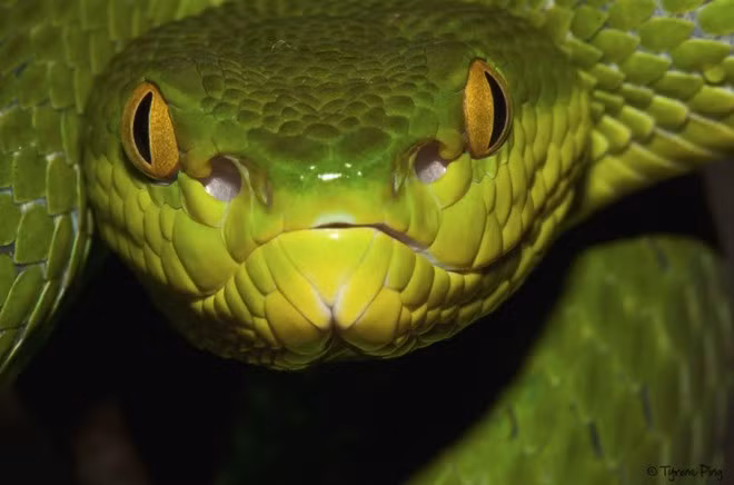 Sinh con là sự kiện cuối cùng trong mỗi cuộc đời của rắn lục đuôi đỏ cái, bởi sau đó chúng sẽ chết. Ảnh: reptarium.cz