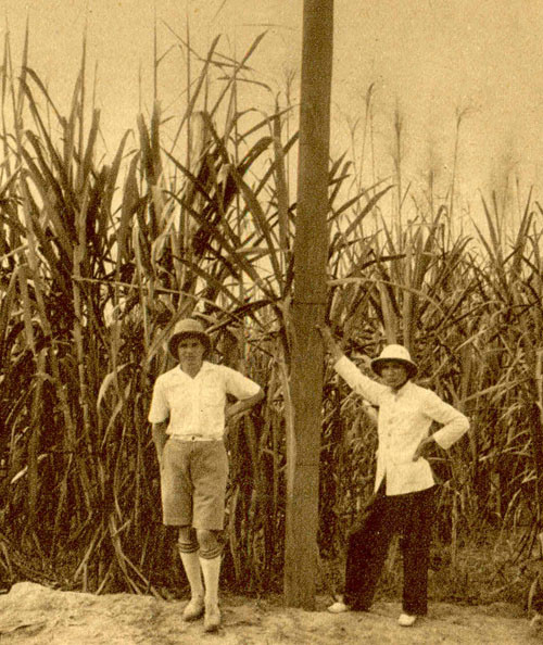 Tại một đồn điền trồng mía.