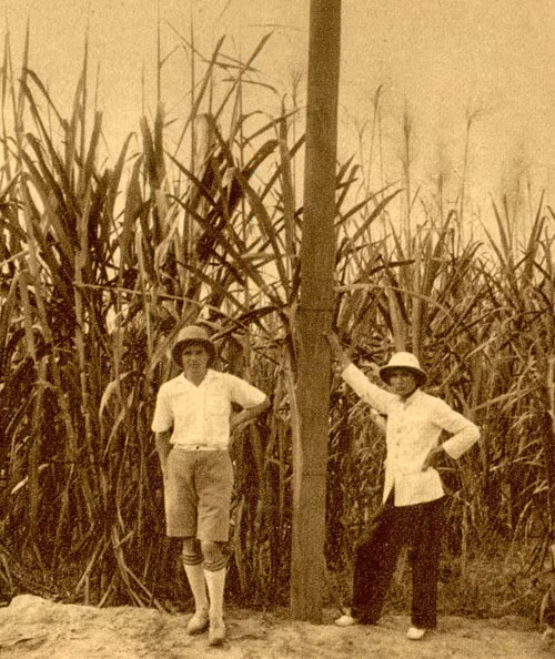 Tại một đồn điền trồng mía.