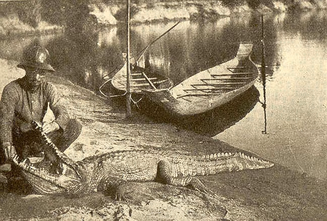 Thành quả của chuyến săn cá sấu.