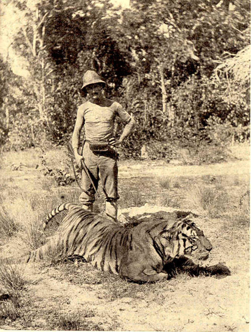 Tay súng người Pháp tạo dáng bên xác một chú hổ.
