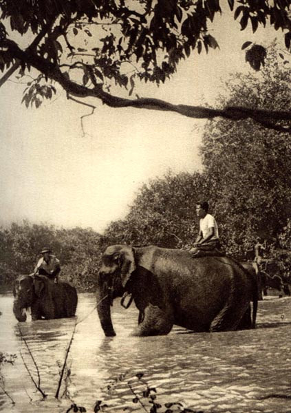 Cảnh tắm voi ở Tây Nguyên.