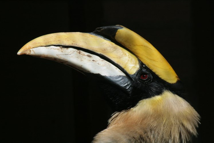 Đang tiếc rằng số lượng của chim hồng hoàng còn lại không nhiều trong thiên nhiên do bị săn bắt và mất môi trường sống. Ảnh: Internet. Mời quý vị xem video: Chim cổ hồng hoàng được nuôi ở Hà Nội. Nguồn video: VTC14