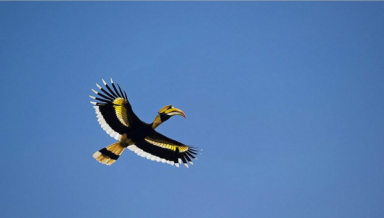 Chiếc mũ tỏ ra khá tương xứng với cơ thể to lớn của hồng hoàng. Chiếc mỏ sừng của loài chim này được đánh giá có giá trị cao gấp 3 đến 5 lần giá trị của ngà voi. Loài chim này có thể dài tới 95-120 cm, sải cánh dài 1,5m và cân nặng 2-4 kg.