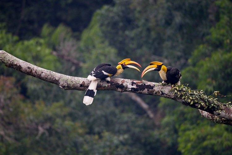 Loài chim này thường sống theo các cặp một vợ một chồng trong đàn có số lượng hàng chục cá thể.