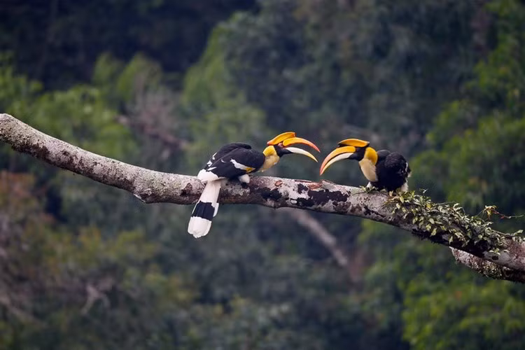 Loài chim này thường sống theo các cặp một vợ một chồng trong đàn có số lượng hàng chục cá thể.