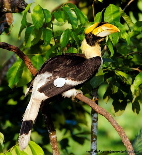 Thức ăn chủ yếu của hồng hoàng là các loại quả. Chúng cũng ăn cả các loài động vật nhỏ.