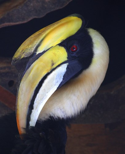 Chim hồng hoàng còn có tên gọi là phượng hoàng đất hay tê điểu. Loài chim này một trong những loài chim mỏ sừng lớn với vẻ đẹp như trong huyền thoại. Hồng hoàng cũng là loài chim đẹp và rất đỏm dáng. Chim trống thường bôi một thứ chất nhờn màu vàng vào lông cánh và mỏ để làm chúng có màu vàng tươi.