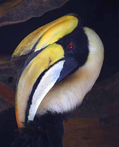 Chim hồng hoàng còn có tên gọi là phượng hoàng đất hay tê điểu. Loài chim này một trong những loài chim mỏ sừng lớn với vẻ đẹp như trong huyền thoại. Hồng hoàng cũng là loài chim đẹp và rất đỏm dáng. Chim trống thường bôi một thứ chất nhờn màu vàng vào lông cánh và mỏ để làm chúng có màu vàng tươi.