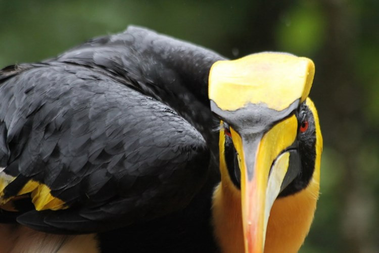 Các nhà khoa học hiện chưa rõ hết công dụng của chiếc mũ này, nhưng nhận định nó có thể là công cụ để hấp dẫn bạn tình.