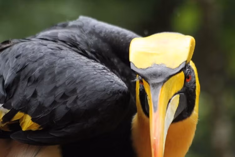 Các nhà khoa học hiện chưa rõ hết công dụng của chiếc mũ này, nhưng nhận định nó có thể là công cụ để hấp dẫn bạn tình.