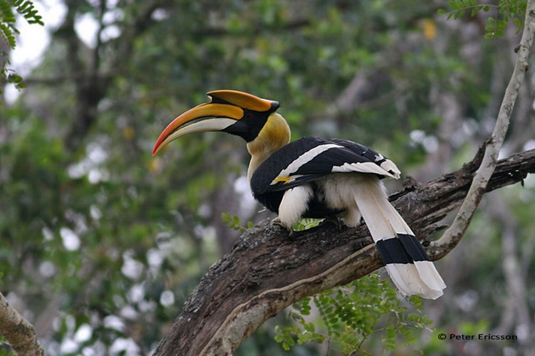 Chúng được đánh giá là nguồn gen quý, có giá trị khoa học và thẩm mỹ.
