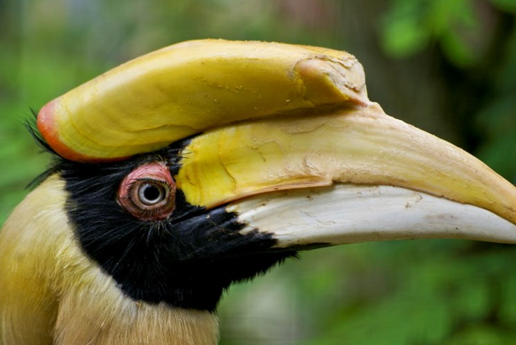 Đó cũng chính là "bảo bối" hấp dẫn bạn tình nhất Việt Nam của loài chim này. Chiếc mũ của chim hồng hoàng (Buceros bicornis)được gọi là mũ mỏ, trông có vẻ khá nặng nề. Thực ra nó rỗng ruột và rất nhẹ.