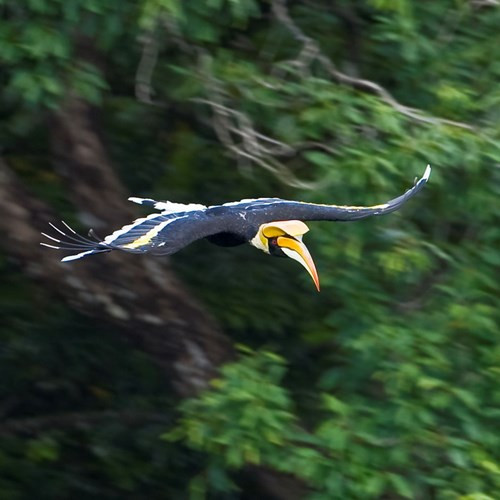 Tại Việt Nam, chim hồng hoàng phân bố rải rác tai các khu rừng rậm trên cả 3 miền.