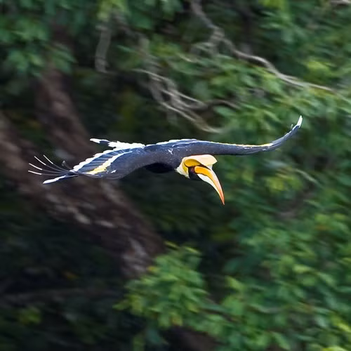 Tại Việt Nam, chim hồng hoàng phân bố rải rác tai các khu rừng rậm trên cả 3 miền.