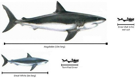 Megaladon - có nghĩa là "răng lớn"- là loài cá mập sống vào khoảng 1,5 tới 28 triệu năm về trước. Tất cả mọi thứ để nói về Megaladon là to lớn: răng của nó dài 18cm và những hóa thạch tìm được cho thấy loài cá mập khổng lồ này đạt chiều dài tối đa 16-20m.